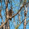 Perched Turkey Vulture