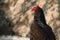 Perched Turkey Vulture in Close up