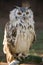 Perched Vermiculated Eagle Owl