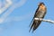 Perched Welcome Swallow (Hirundo neoxena)