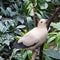 Perched white bird in forest