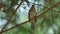 Perched White browed bulbul
