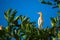 Perched white heron