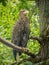 Perched white-tailed sea eagle in aviary