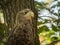 Perched white-tailed sea eagle in aviary