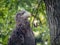 Perched white-tailed sea eagle in aviary