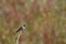 Perched Wild Hummingbird