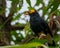 Perched Yellow-faced Myna, Mino dumontii, portrait