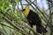 Perched yellow headed blackbird