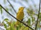 Perched Yellow Warbler