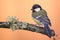 Perched young great-tit on wooden branch with lichen