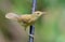 Perched Young Marsh warbler or maybe Reed Warbler curious and inquiring