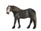 Percheron, 5 years old, a breed of draft horse