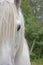 Percheron Draft Horse Half Face