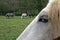 Percheron Draft Horses, a French Breed, Close up of Eye