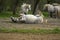 Percheron Draft Horses, a French Breed, Rolling on back