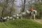 Percheron Draft Horses, a French Breed, Walking on Line