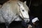 PERCHERON HORSE WITH BLACKSMITH