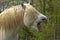 Percheron Horse, a Draft horse from France, Adult Whinnying