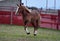 Percheron horse running in spain