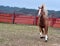 Percheron horse running in spain