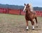 Percheron horse running in spain