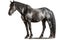 Percheron Horse On White Background. Generative AI