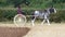 Percheron Horse at a Working Day Country Show in England