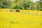 Percherons horses in a field of yellow wildflowers in Perche, France