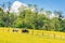 Percherons horses in a field of yellow wildflowers in Perche province France