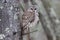 Perching Barred Owl