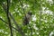 Perching Barred Owl in Tree