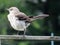 Perching Bird in July in the Garden in Summer