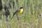 Perching Black-headed Wagtail at summer meadow