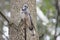 Perching Blue Jay,