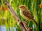 Perching Blyth s reed warbler