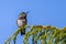 Perching Calliope Hummingbird