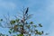 Perching Cormorant on Tree Branch Wide Angle View