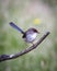 Perching female blue wren