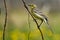Perching female Citrine wagtail in yellow summer meadow