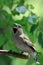 Perching female Hawfinch at the tree