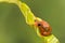 Perching golden sedge frog