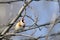 Perching Goldfinch in early spring