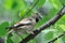 Perching Hawfinch in summer