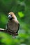 Perching Hawfinch at the tree