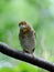 Perching juvenile Hawfinch