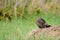 Perching juvenile Montagus harrier at the meadow