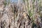 Perching Little bittern hidden in reeds