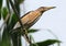 Perching Little bittern in reeds