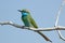 Perching Little Green Bee-eater in Dubai emirate of UAE